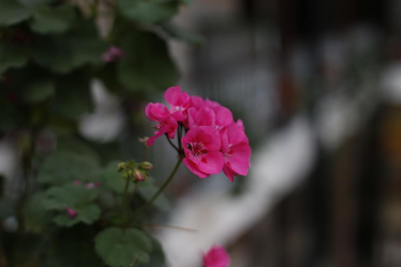 San Marcos Cultural & Guesthouse Quito Zewnętrze zdjęcie